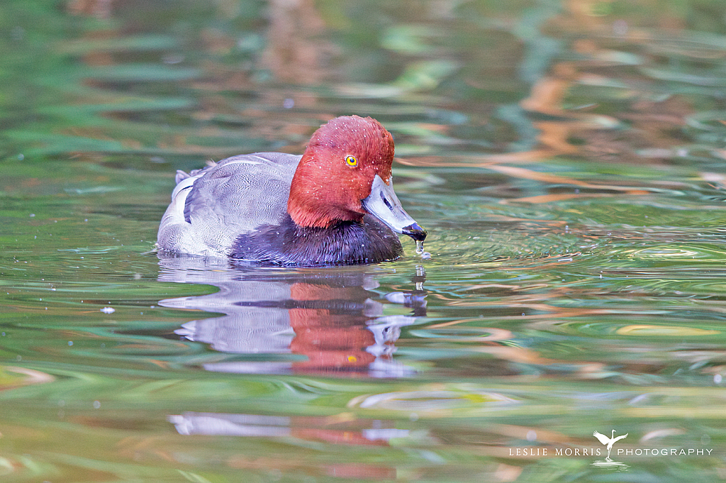 Redhead Duck Drake - ID: 16025170 © Leslie J. Morris