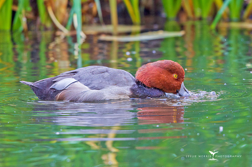 Redhead Duck Drake - ID: 16025171 © Leslie J. Morris