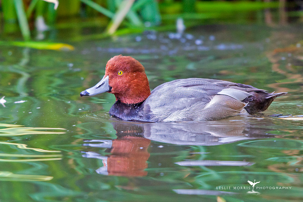 Redhead Duck Drake - ID: 16025172 © Leslie J. Morris