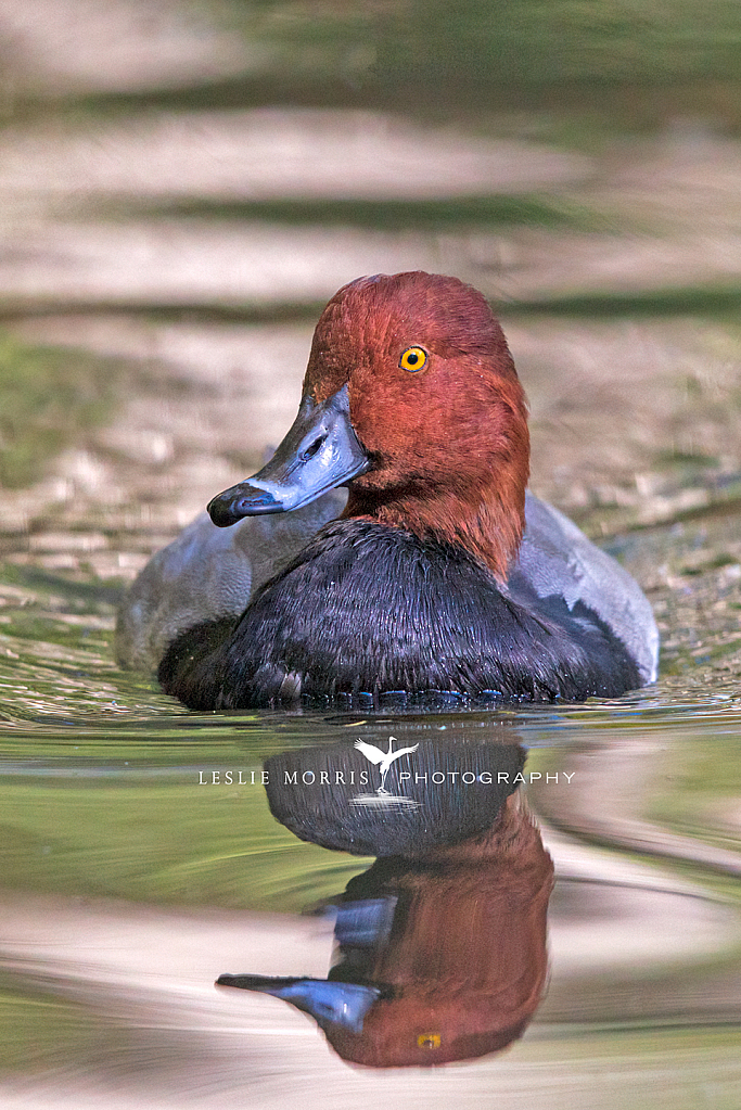 Redhead Duck Drake - ID: 16025173 © Leslie J. Morris