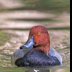 © Leslie J. Morris PhotoID # 16025173: Redhead Duck Drake