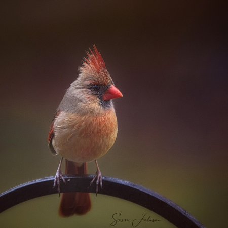 South Carolina Cardinal