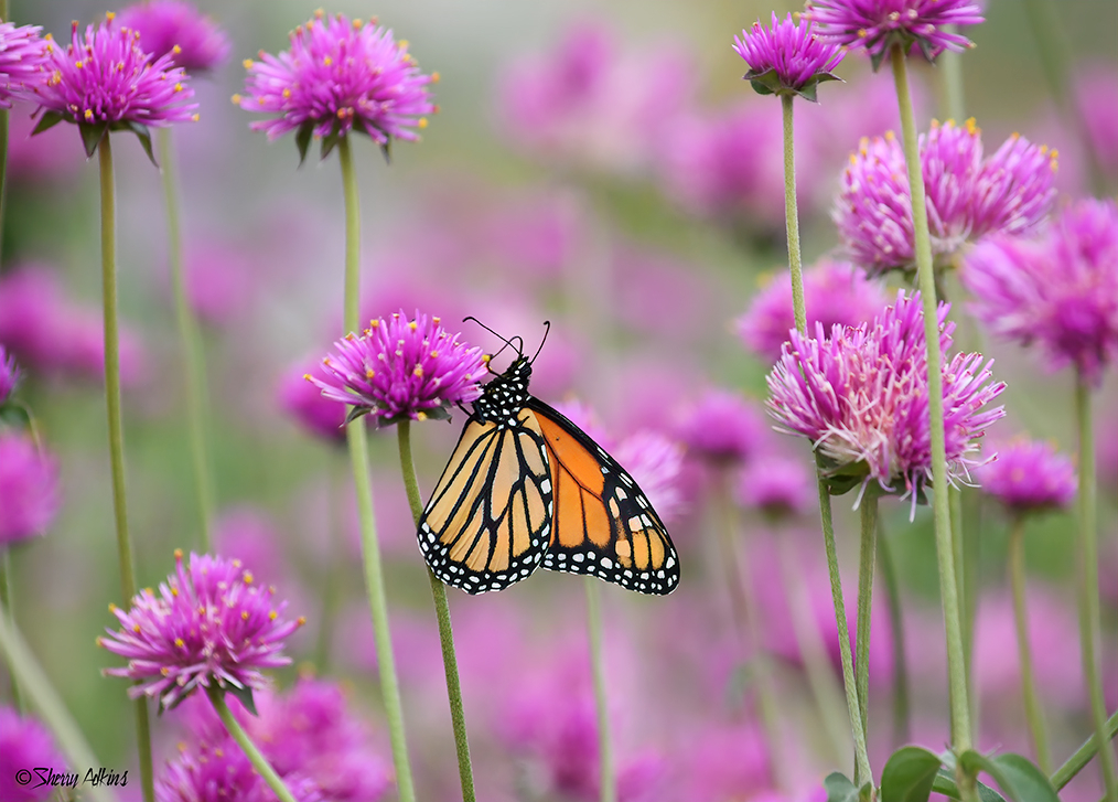 Butterfly in Flowers - ID: 16025201 © Sherry Karr Adkins