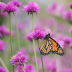 2Butterfly in Flowers - ID: 16025201 © Sherry Karr Adkins