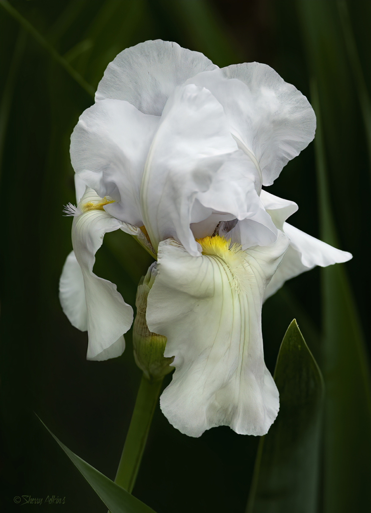 White Iris - ID: 16025202 © Sherry Karr Adkins