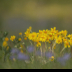 2Yellow flowers in field - ID: 16025203 © Sherry Karr Adkins