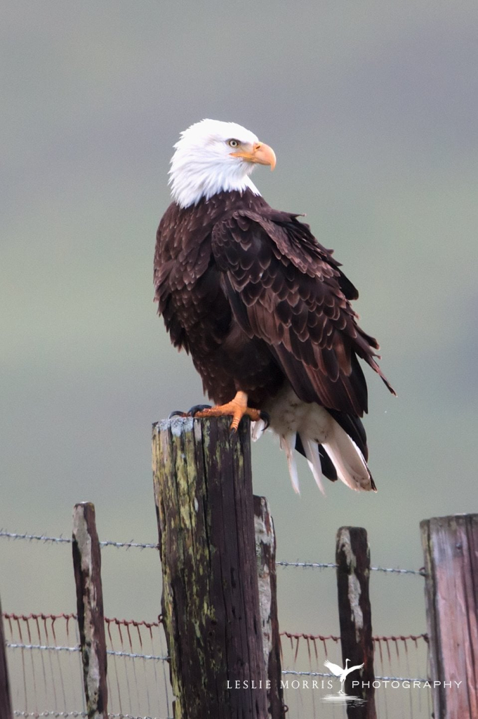 Bald Eagle - ID: 16025220 © Leslie J. Morris