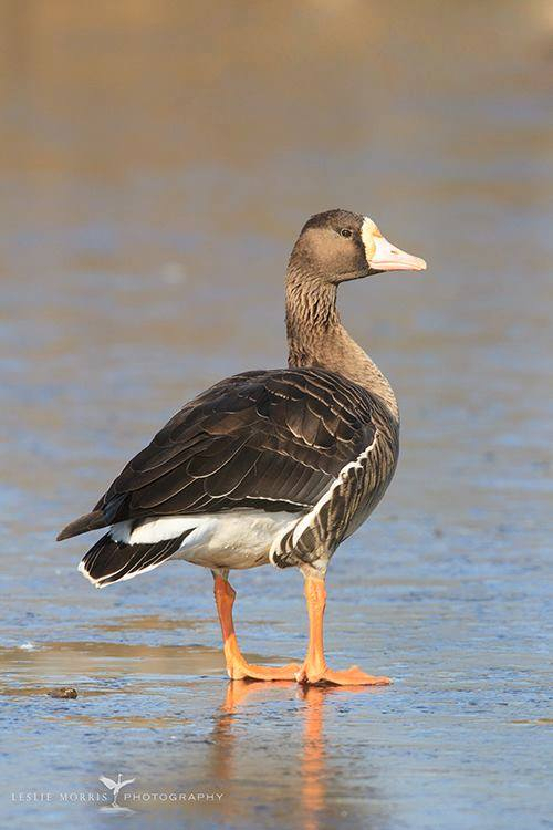 Greater White Fronted Goose - ID: 16025223 © Leslie J. Morris