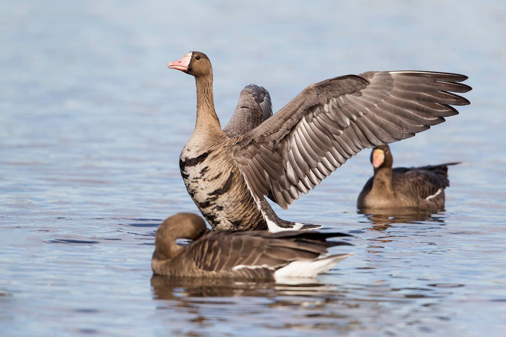 Greater White Fronted Goose - ID: 16025224 © Leslie J. Morris