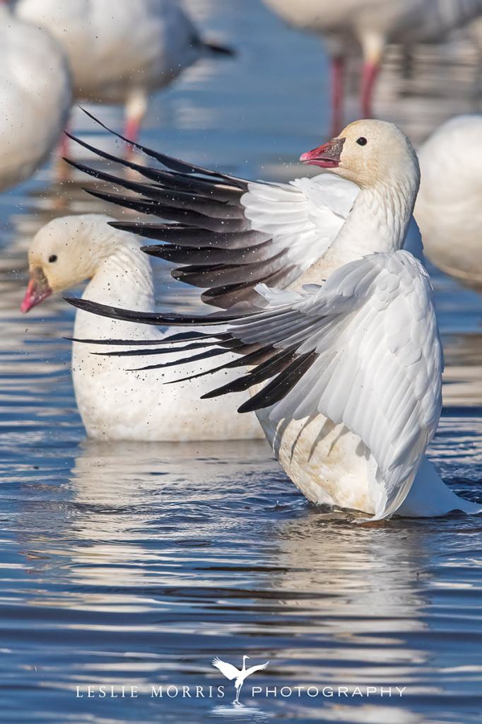 Ross's Goose - ID: 16025236 © Leslie J. Morris