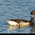 © Leslie J. Morris PhotoID # 16025241: Brandt Goose_65K2096