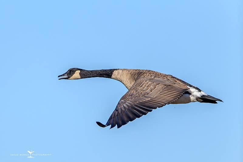 Canada Goose - ID: 16025245 © Leslie J. Morris
