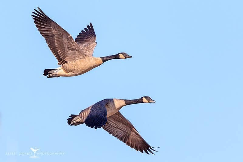 Canada Goose - ID: 16025243 © Leslie J. Morris