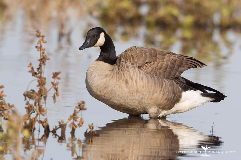 Canada Goose - ID: 16025246 © Leslie J. Morris