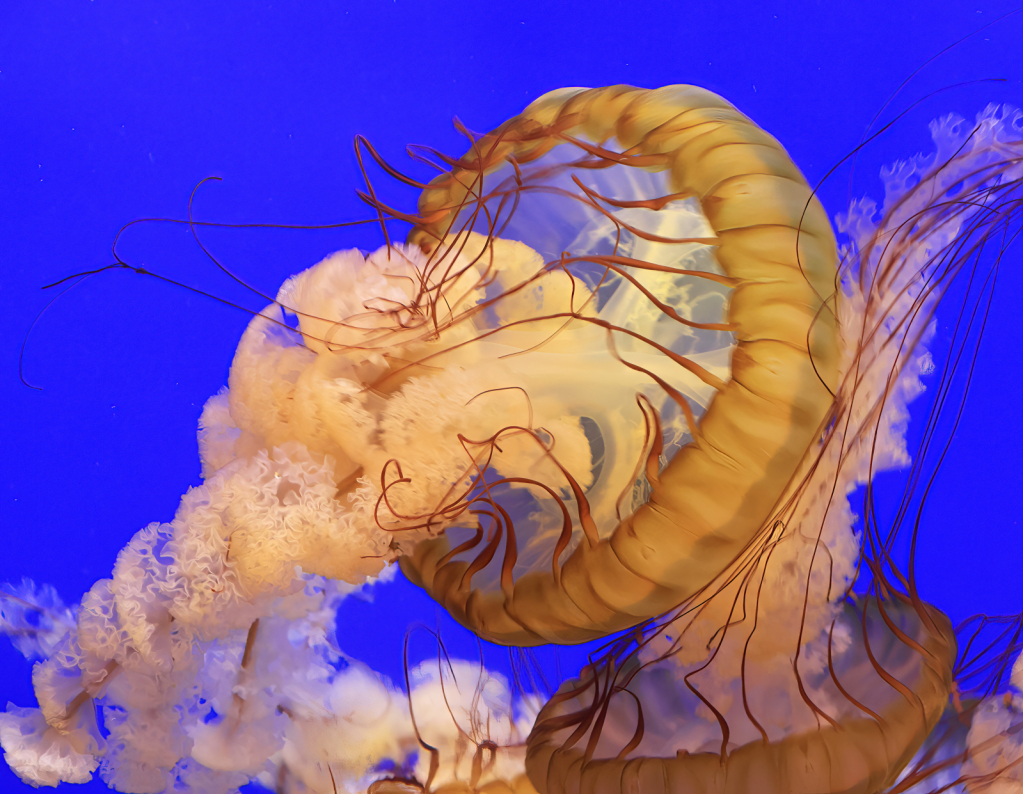 Pacific Sea Nettle