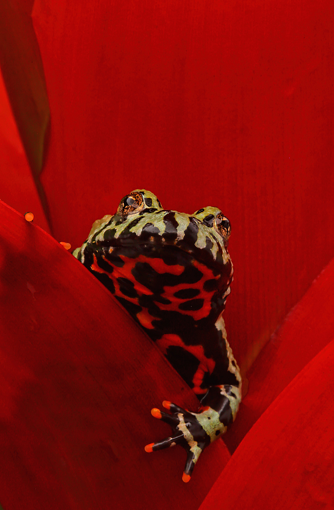 Firebelly Frog