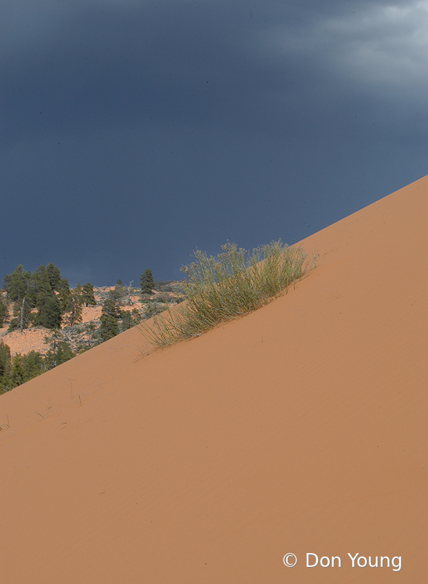 Life In A Sandpile, Utah - ID: 16025142 © Don Young
