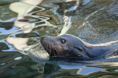 Seal in Reflected Surroundings