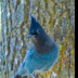 © Leslie J. Morris PhotoID # 16025372: Stellers Jay_65K5975