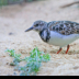 © Leslie J. Morris PhotoID # 16025378: Ruddy Turnstone_MG_0082