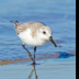 © Leslie J. Morris PhotoID # 16025388: Sanderling_65K2695