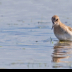 © Leslie J. Morris PhotoID # 16025390: Bairds Sandpiper_AN3I8214