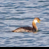 © Leslie J. Morris PhotoID # 16025292: Red-necked Grebe