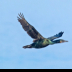 © Leslie J. Morris PhotoID # 16025298: Brandts Cormorant_65K3192