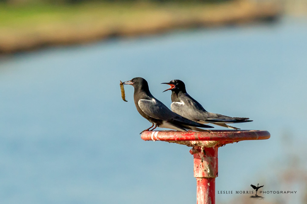 Black Tern - ID: 16025303 © Leslie J. Morris