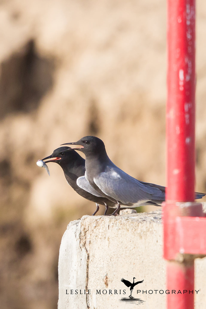 Black Tern - ID: 16025304 © Leslie J. Morris