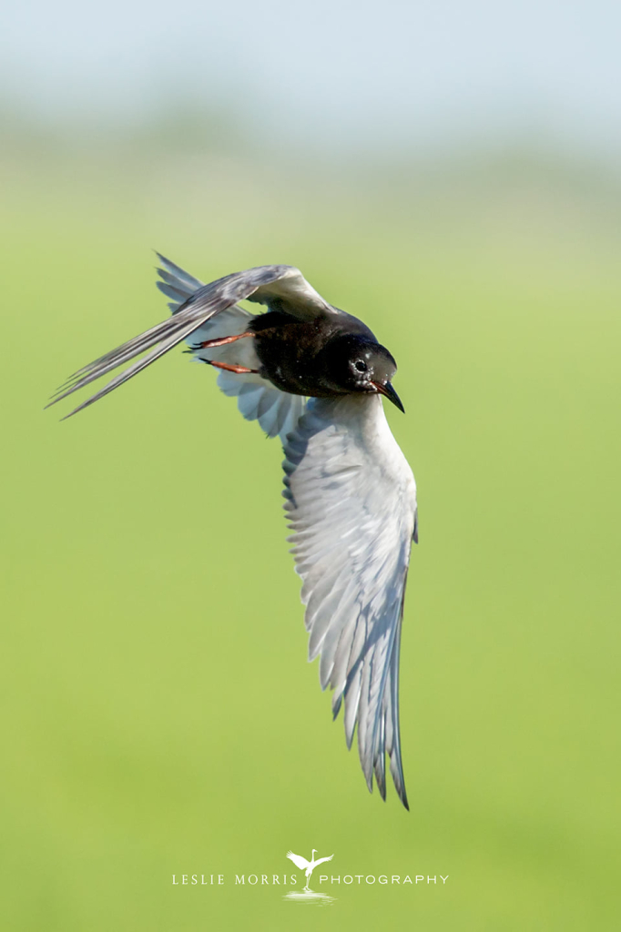 Black Tern - ID: 16025305 © Leslie J. Morris