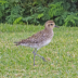 © Leslie J. Morris PhotoID # 16025312: Pacific Golden Plover_P1010716