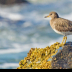 © Leslie J. Morris PhotoID # 16025333: Surfbird_65K2849