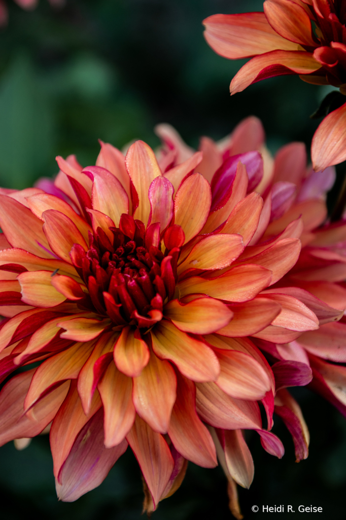 Dahlia 