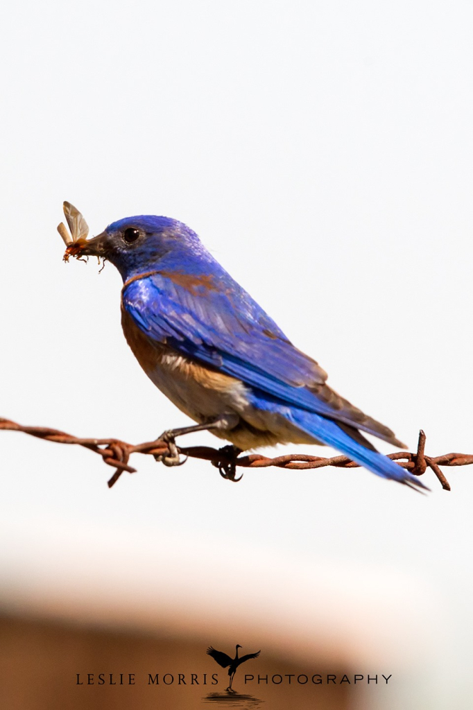 Western Bluebird  - ID: 16025499 © Leslie J. Morris