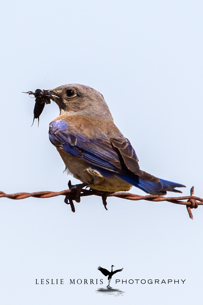 Western Bluebird - ID: 16025501 © Leslie J. Morris