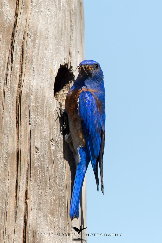 Western Bluebird - ID: 16025502 © Leslie J. Morris