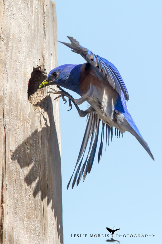 Western Bluebird - ID: 16025503 © Leslie J. Morris