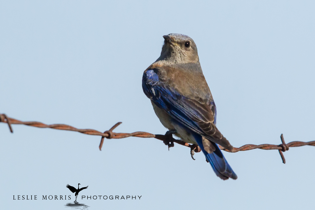 Western Bluebird - ID: 16025504 © Leslie J. Morris