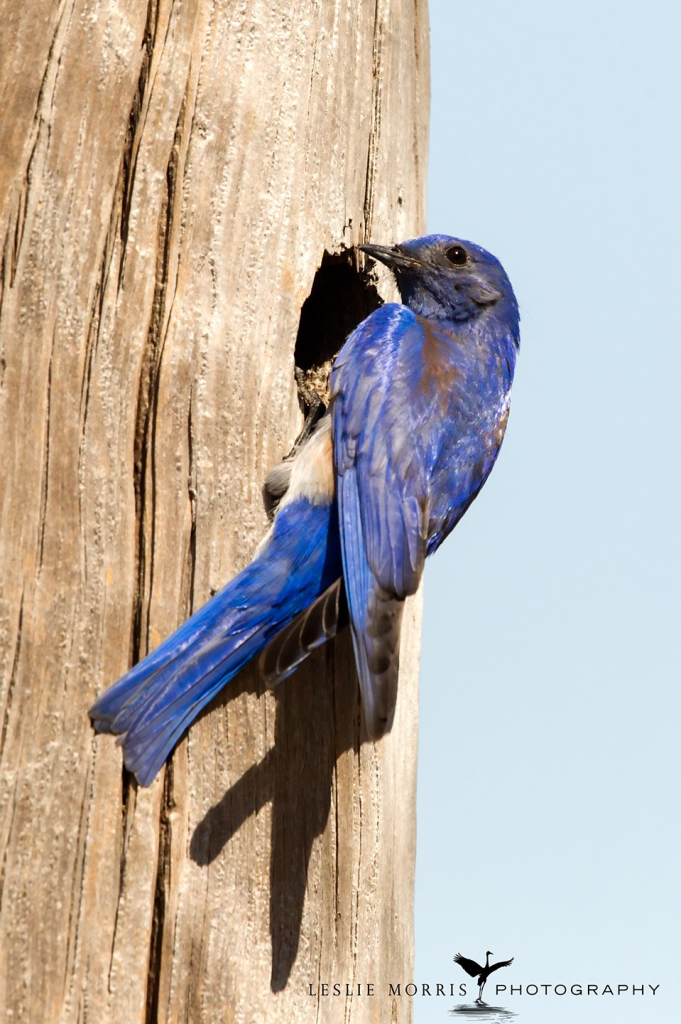Western Bluebird - ID: 16025506 © Leslie J. Morris