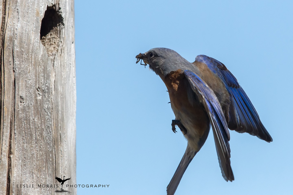 Western Bluebird - ID: 16025505 © Leslie J. Morris