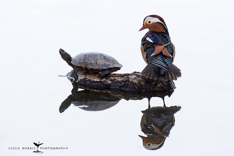 Mandarin Duck and Turtle - ID: 16025509 © Leslie J. Morris