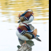 © Leslie J. Morris PhotoID # 16025508: Mandarin Duck