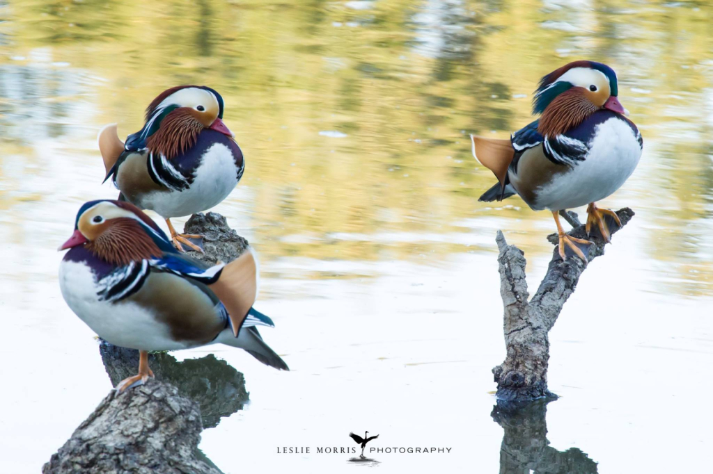 Mandarin Duck - ID: 16025510 © Leslie J. Morris