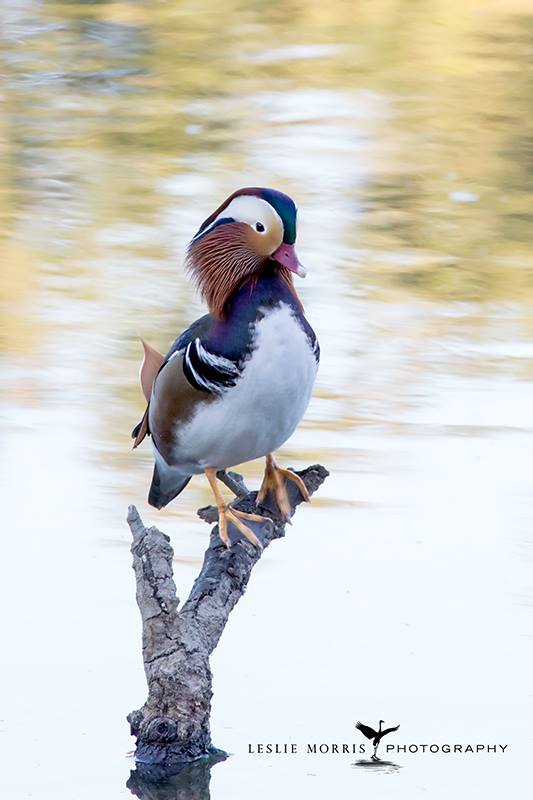 Mandarine Duck - ID: 16025511 © Leslie J. Morris