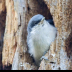 © Leslie J. Morris PhotoID # 16025520: PygmyNuthatch