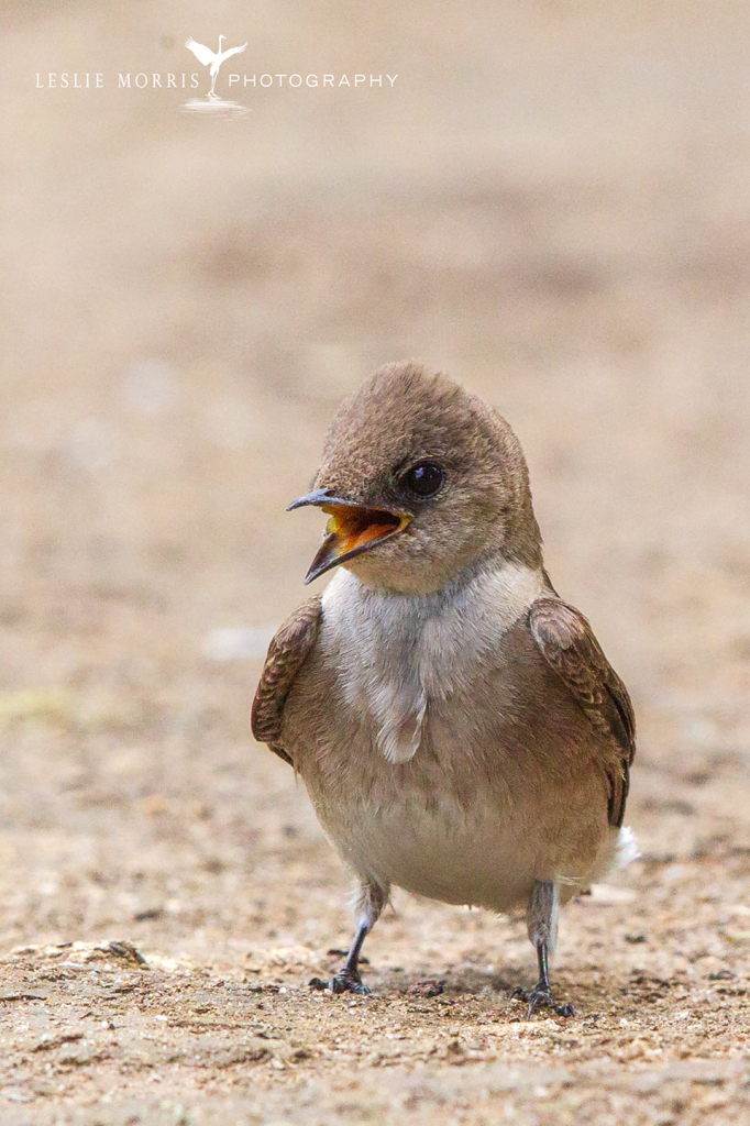 Northern Rough-winged Swallow - ID: 16025524 © Leslie J. Morris