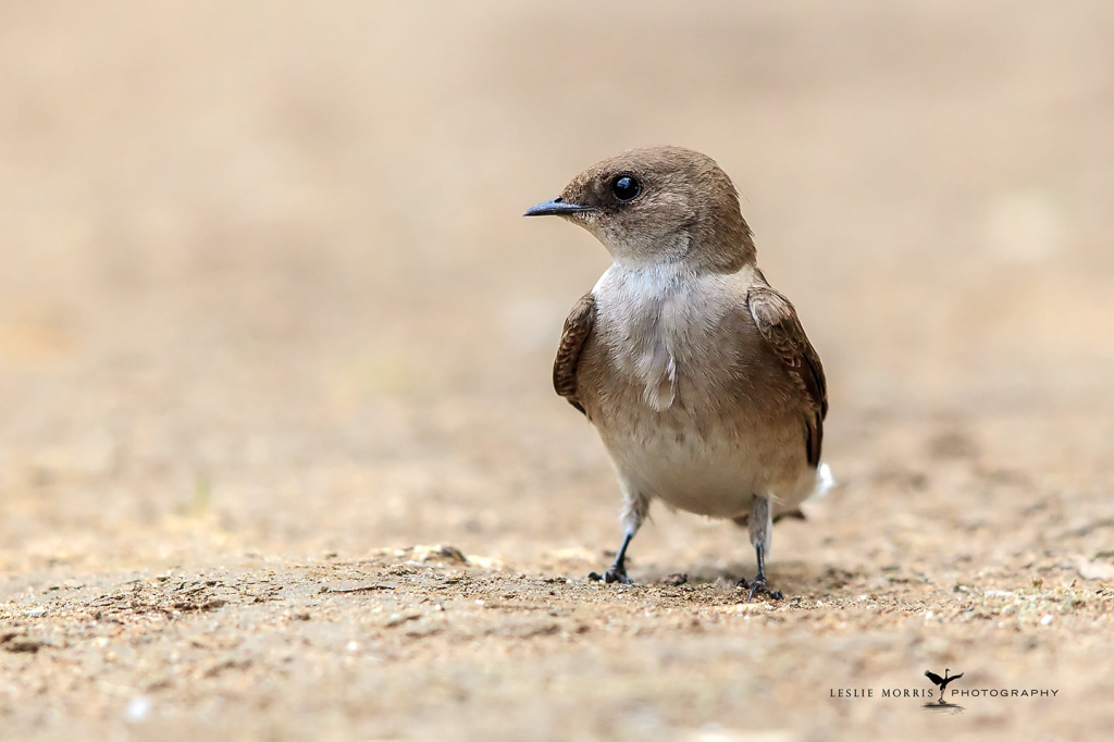 Northern Rough-winged Swallow - ID: 16025523 © Leslie J. Morris