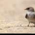 © Leslie J. Morris PhotoID # 16025523: Northern Rough-winged Swallow