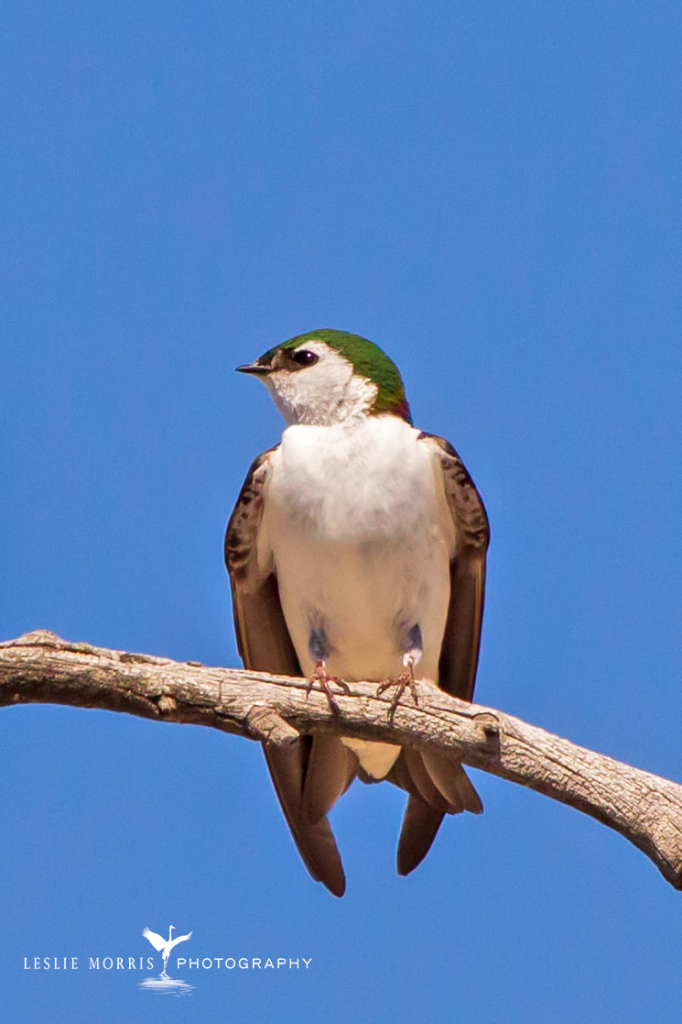 Violet-green Swallow - ID: 16025525 © Leslie J. Morris